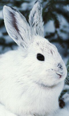 Символ 2011 года - Кролик, Кот, Заяц