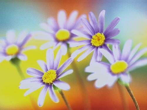 день семьи, любви и верности