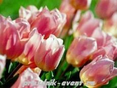 В Петербурге будет посажено 12 миллионов цветов